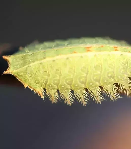 VORHER – Die Raupe des Isa Textula