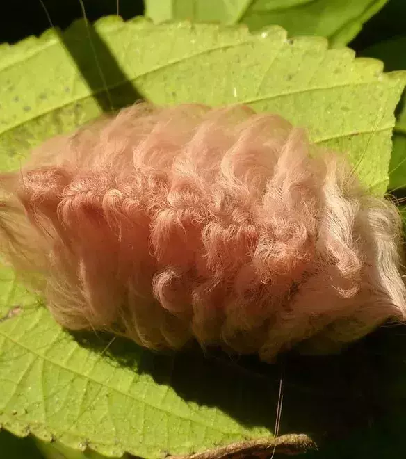 VORHER – Die Raupe des Megalopyge opercularis