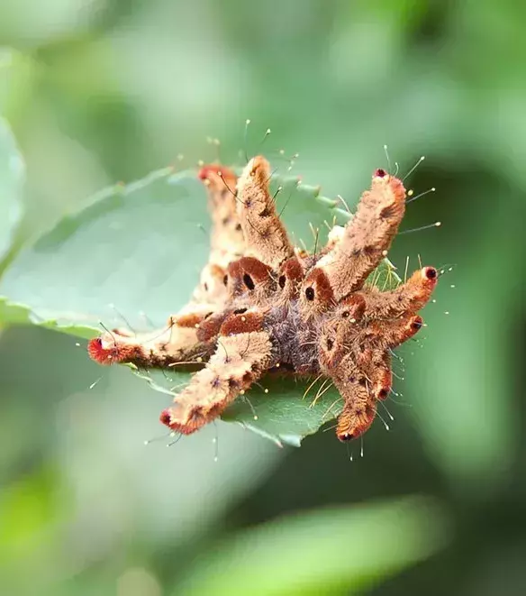 VORHER – die Raupe des Phobetron pithecium oder auch Hag moth