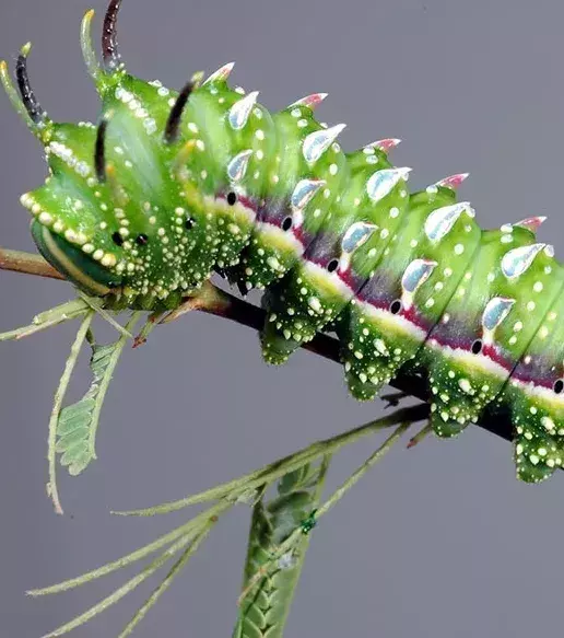 VORHER – Die Seidenraupe des Sphingicampa hubbardi
