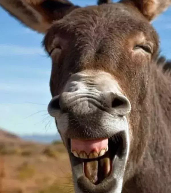 Wenn man mir sagt, dass ich für ein Foto lächeln soll