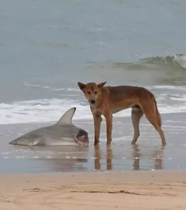 Wenn tote Haie stranden, kümmern sich Wildhunde darum
