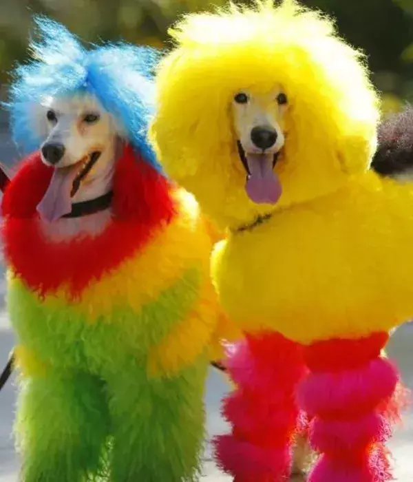 Wie kommt jemand auf die Idee, dies mit seinem Hund zu machen?