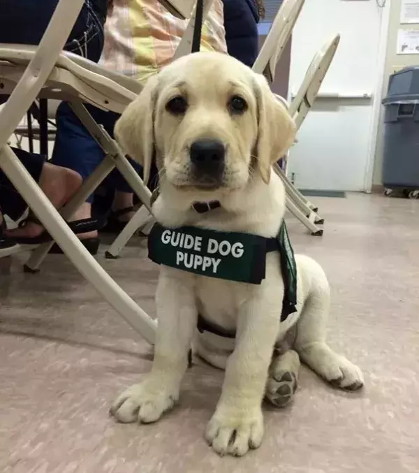 Zukünftige Diensthunde an ihrem ersten Arbeitstag: Aus ihm wird bestimmt einmal ein guter Blindenhund!