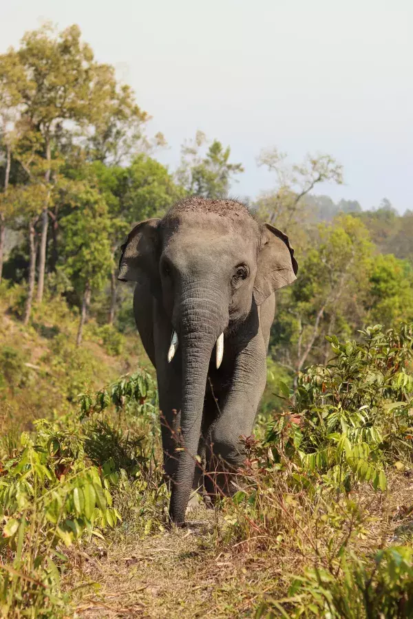 Der asiatische Elefant