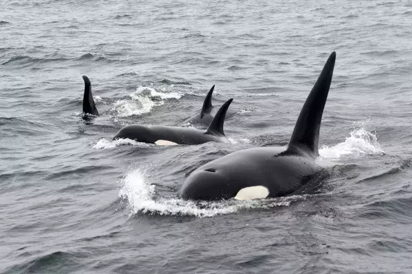 Der Orca