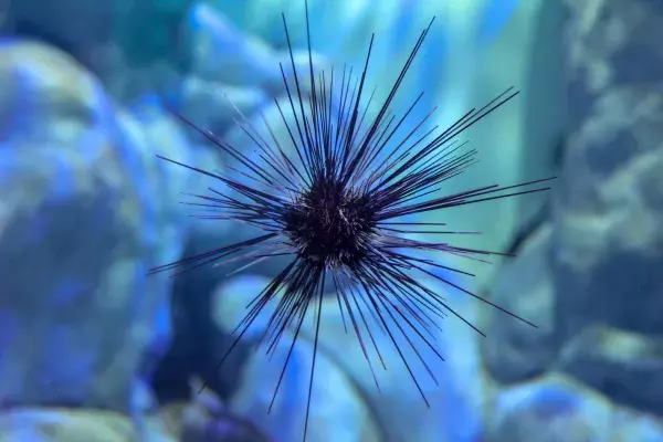 Der Seeigel