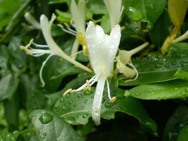 Das Geißblatt