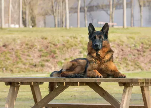Der Deutsche Schäferhund