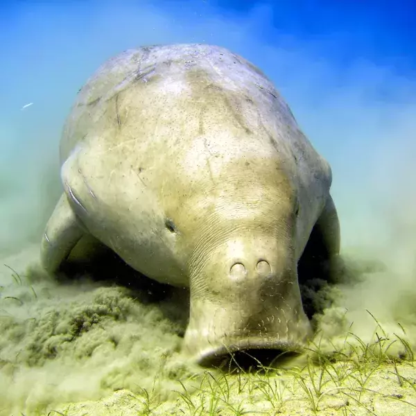 Der Dugong gehört zu der Art der Seekühe: