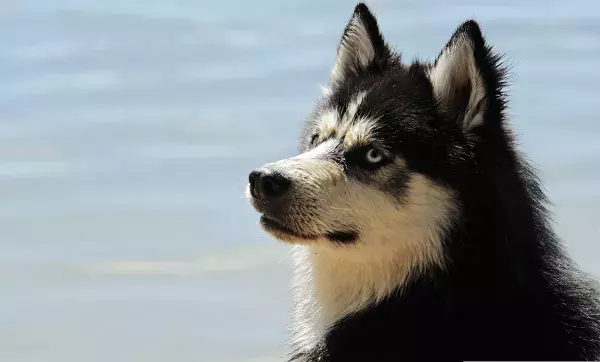 Der Husky