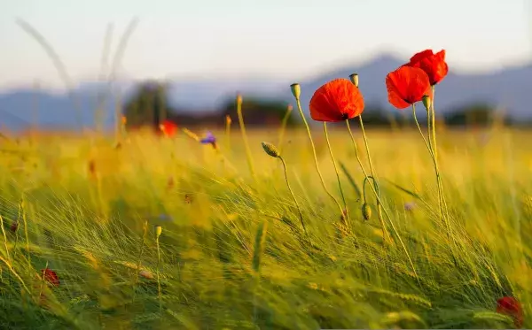Der Mohn