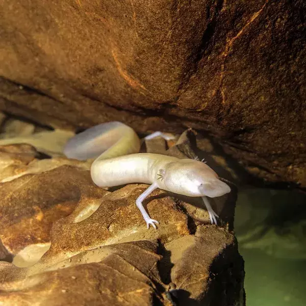 Der Olm ist eine Amphibie und lebt ausschließlich in den Höhlen eines Bergmassivs im Balkans: