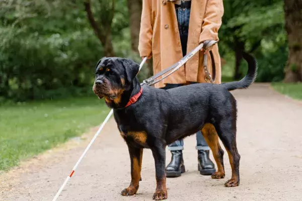 Der Rottweiler