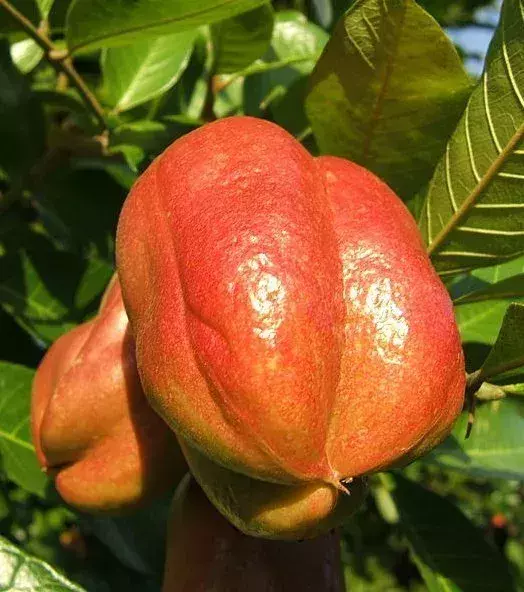 Die Aki ist die Frucht eines mittelgroßen Baumes aus der Familie der Seifenbaumgewächse. Sie kann giftig sein, wenn sie zu früh geerntet wird