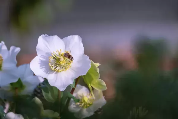 Die Christrose