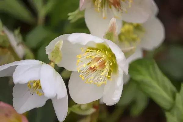 Die Christrose