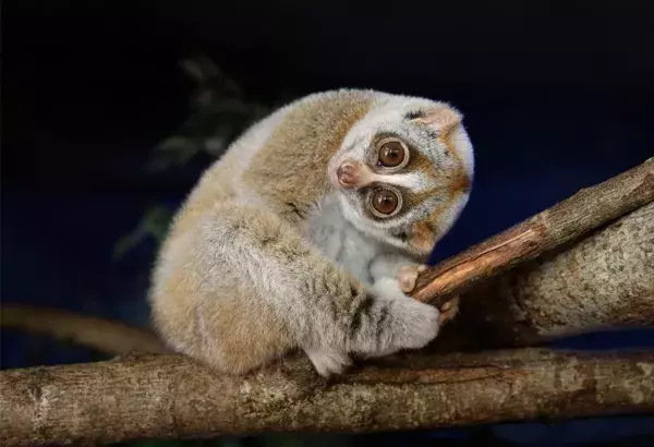 Die Loris ist heimisch in den Wäldern Indiens und Sri Lanka: