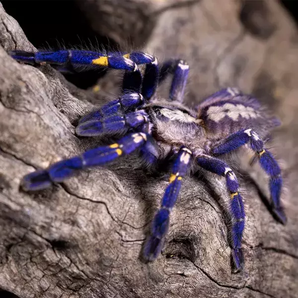 Die Poecilotheria metallica ist in Indien heimisch: