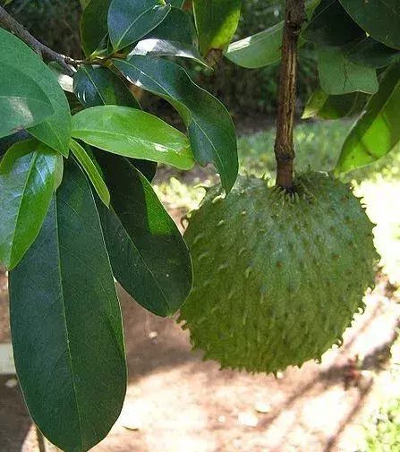 Die Stachelannone, auch Sauersack genannt, ist eine stachelige Frucht mit einem weißen, saftigen Fruchtfleisch