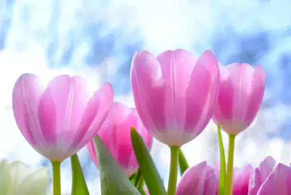 Die Tulpe