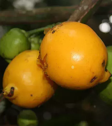 Die weiße Sapote, auch mexikanischer Apfel genannt, kann verschiedene Geschmacksrichtungen beinhalten: von Banane über Pfirsich, bis hin zu Vanille