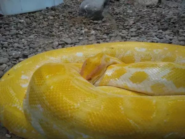 Ein Albino-Python