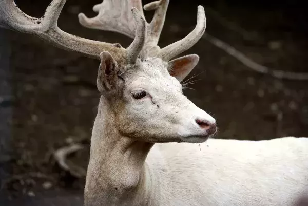 Ein weißer Hirsch