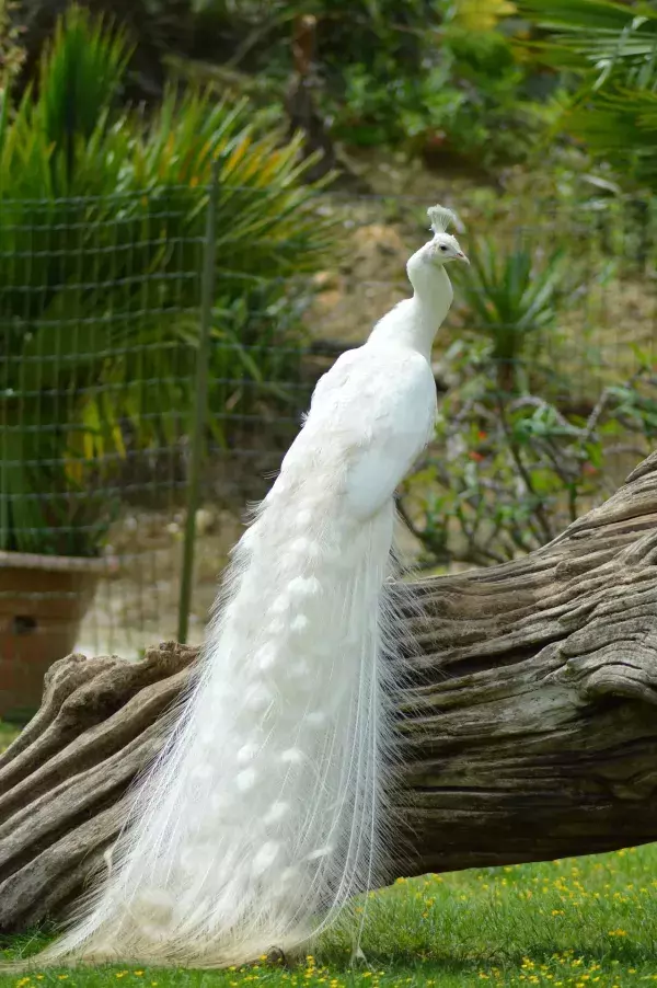 Ein weißer Pfau