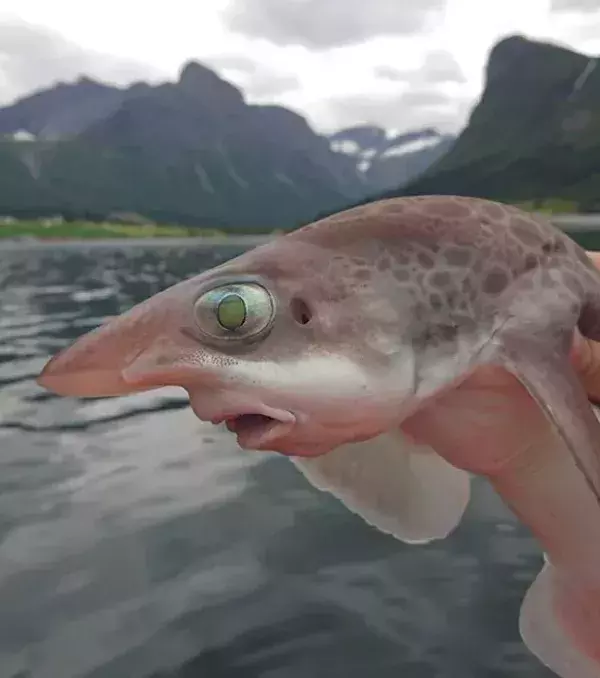 Als wäre ein Mensch in einen Fisch verwandelt worden