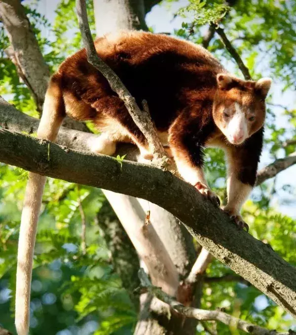 Das Baumkänguru lebt ausschließlich in  Neuguinea und in Queensland. Wegen des Verlusts ihres Lebensraums sind einige Arten stark vom Aussterben bedroht.