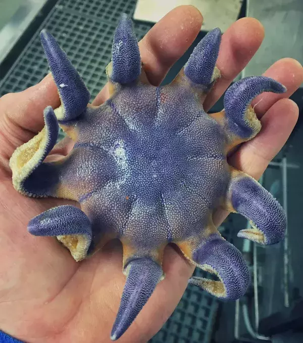 Dem Fischer gefiel die schöne Farbe dieses Wesens besonders gut