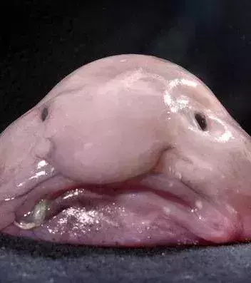Der Blobfisch lebt in der Tiefsee und wurde mehrfach zum hässlichsten Tier der Welt ernannt.