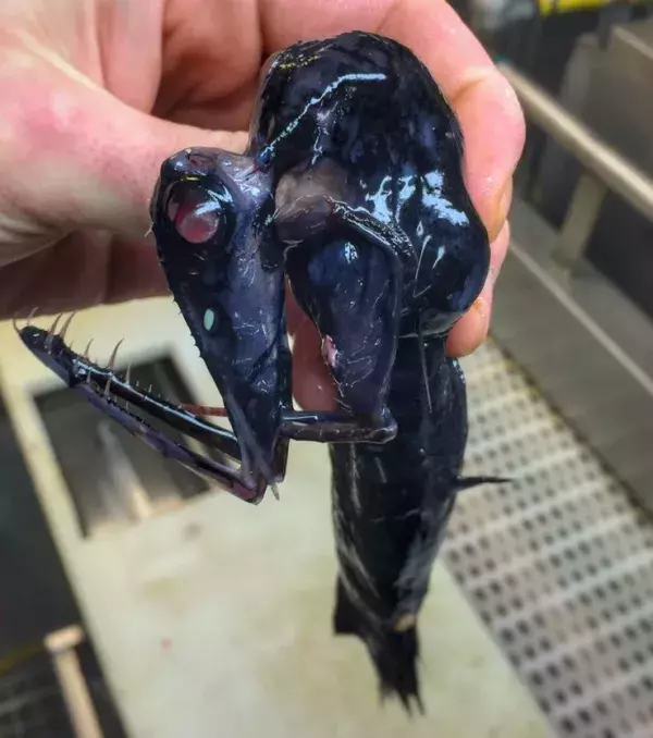 Der Fisch erinnert an einen Alien