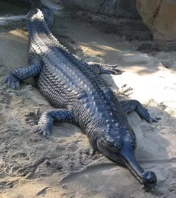 Der Gangesgavial ist durch seinen gestreckten Kiefer leicht wiederzuerkennen und zählt zu den seltesten Krokodilen weltweit. Vor allem durch die Jagd ist er aus einigen Regionen Asien verschwunden.