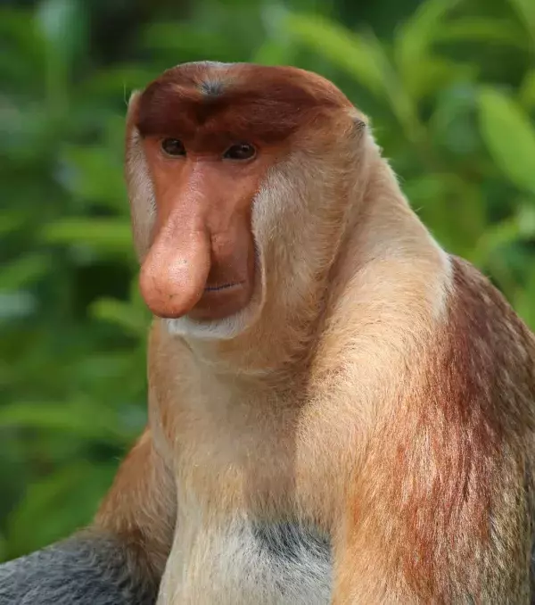 Der Nasenaffe ist ein Affe, der auf Borneo lebt und dessen Nase ziemlich beeindruckend ist. Übrigens handelt es sich dabei um ein wichtiges Mittel der Verführung.