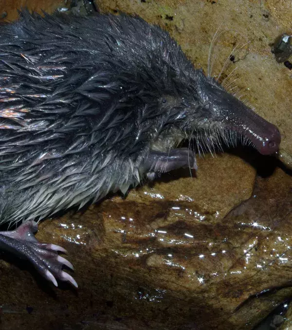 Der Pyrenäen-Desman hat eine ungewöhnliche Schnauze, die ihm den Spitznamen "Trompetenratte" beschert hat.