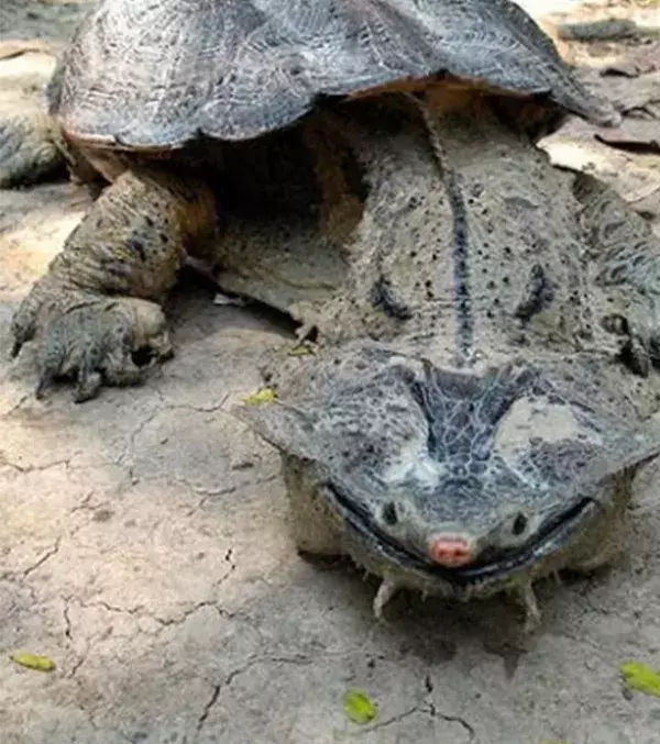 Die Fransenschildkröte oder Mata-Mata überrascht mit ihren dornigen Schuppen und ihrem dreieckigen Kopf jeden, der sie trifft.