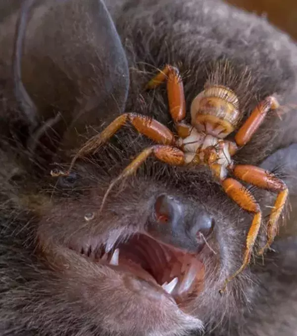 Die Spinne greift eine Fledermaus an