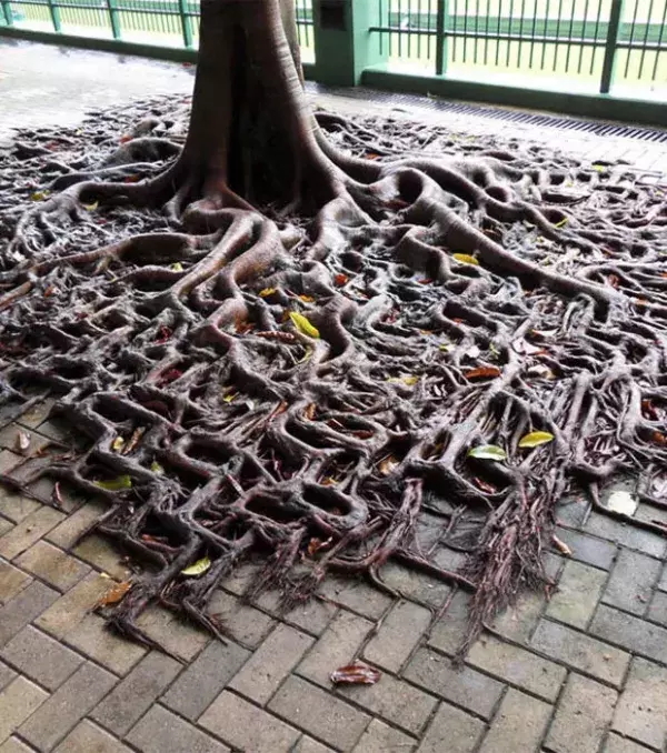 Die Wurzeln dieses Baumes schlängeln sich durch die Pflastersteine