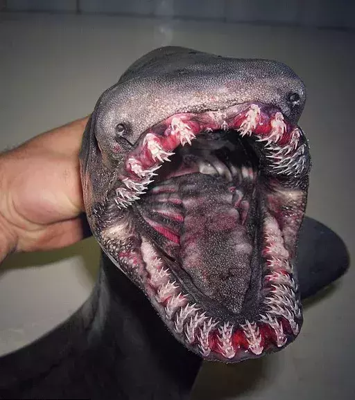 Dieser Fisch mit den besonders grässlichen Zähnen ist ein Kragenhai