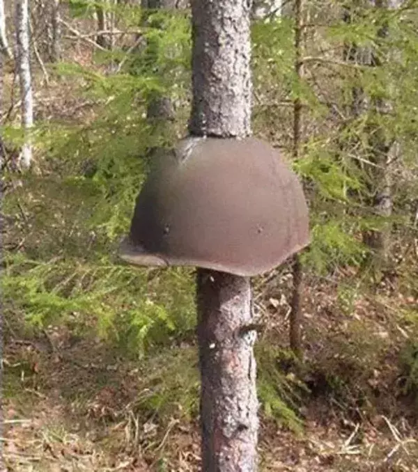 Dieser Helm, wahrscheinlich sowjetisch, wurde in einem Kampf zurückgelassen, als die Bäume erst kleine Sprössling waren
