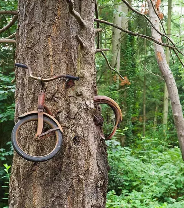 Dieses Fahrrad wurde von einem Baum umschlossen, in Vashon Island, Washington