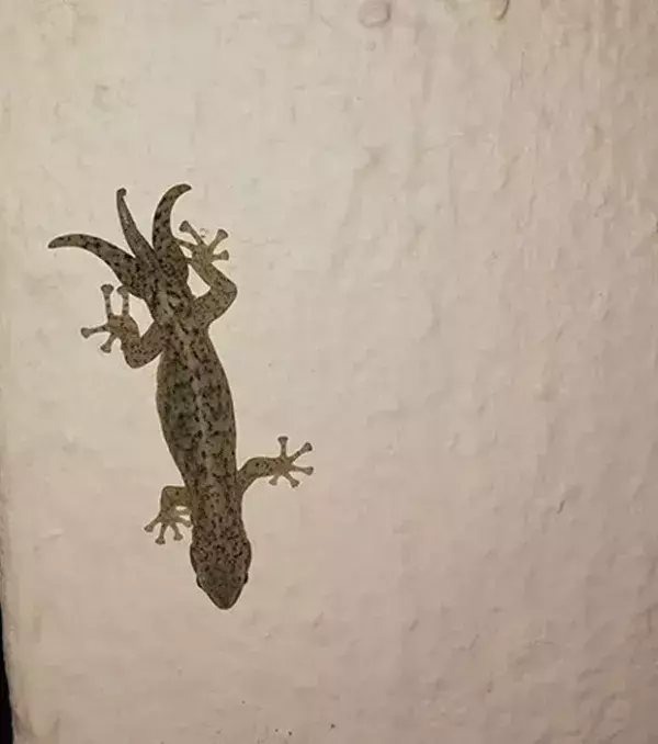 Dreischwänzige Eidechse: Ja, gibt es denn sowas?