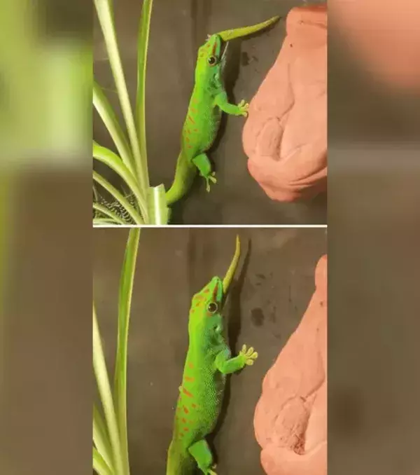 Ein Gecko frisst seinen eigenen Schwanz