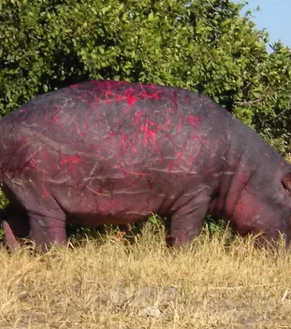 Ein rosa Nilpferd? Nein, das sind Wunden