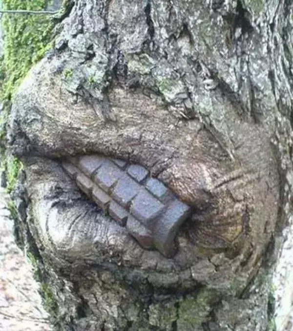 Eine Granate, die noch scharf sein könnte, ist nun Teil dieses Baumes in Russland