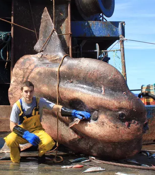 Gestatten: Der Mondfisch