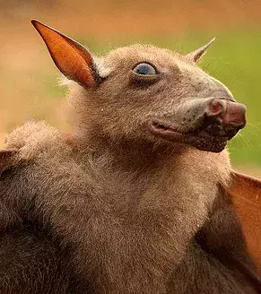 Hypsignathus monstrosus – der lateinische Name dieser großen Fledermaus sagt so einiges über ihr Aussehen. Besonders der Kopf ist ziemlich ausgefallen.