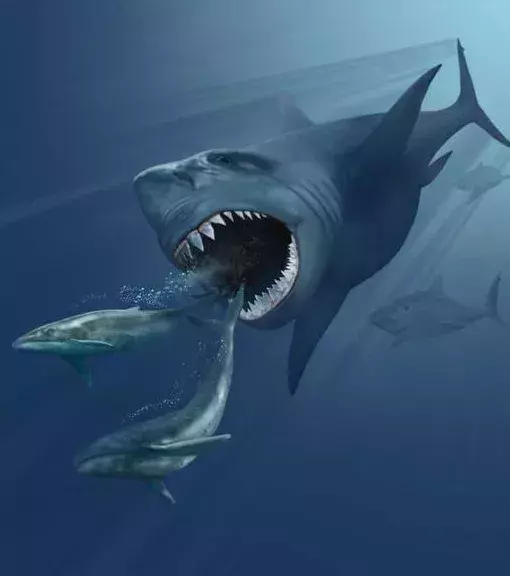 Megalodon: Der berühmte prähistorische Hai. Er war bis zu 18 Meter groß und damit einer der größten und bedrohlichsten Raubtiere aller Zeiten.